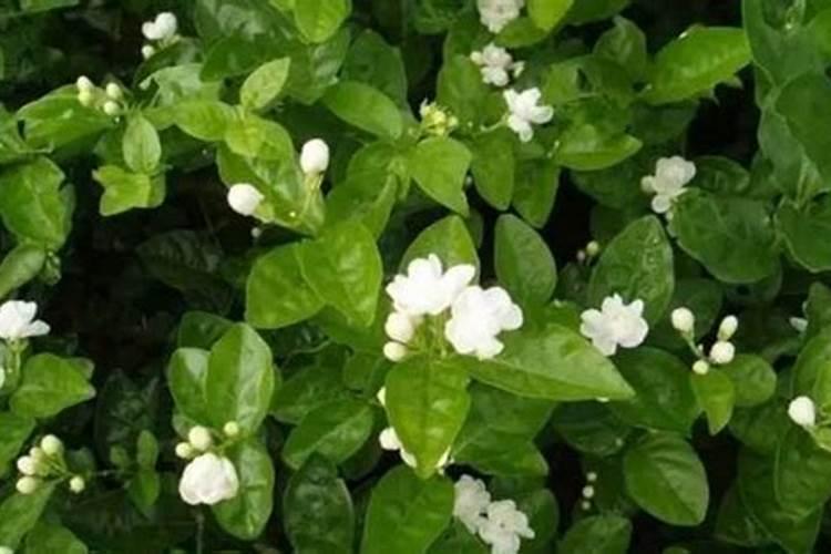 铵态氮肥有什么特点