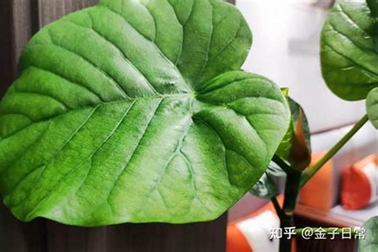 桃树花谢后用什么肥料？可以用桃树水溶肥吗？