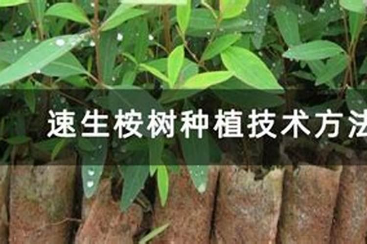 桉树肥料哪个牌子好速生桉树施哪种肥最好速生桉树肥料