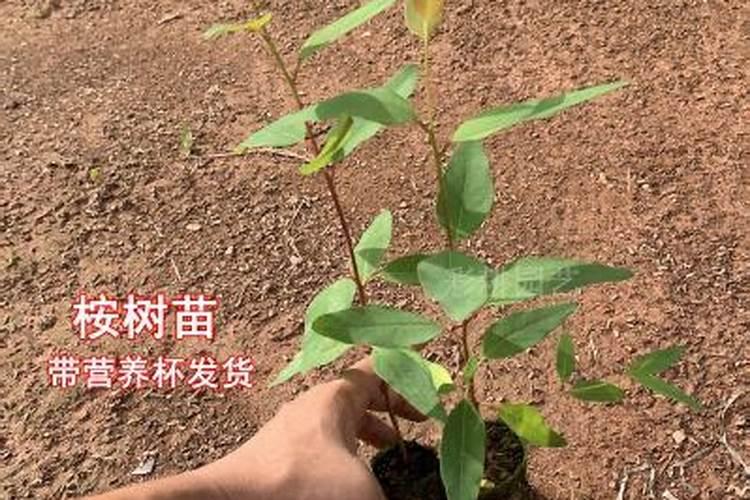 桉树肥料哪个牌子好速生桉树施哪种肥最好速生桉树肥料