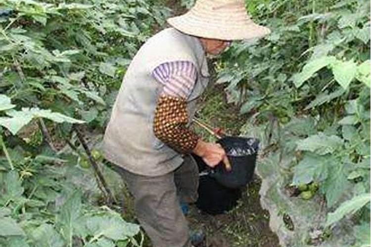 茄子需放啥肥