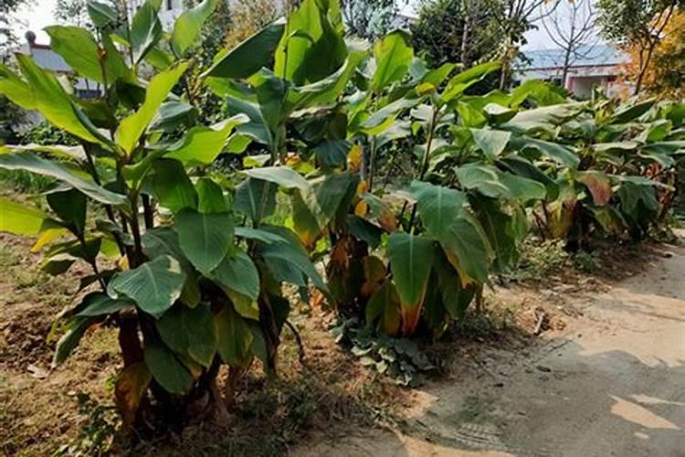 茶花花枝多久生根