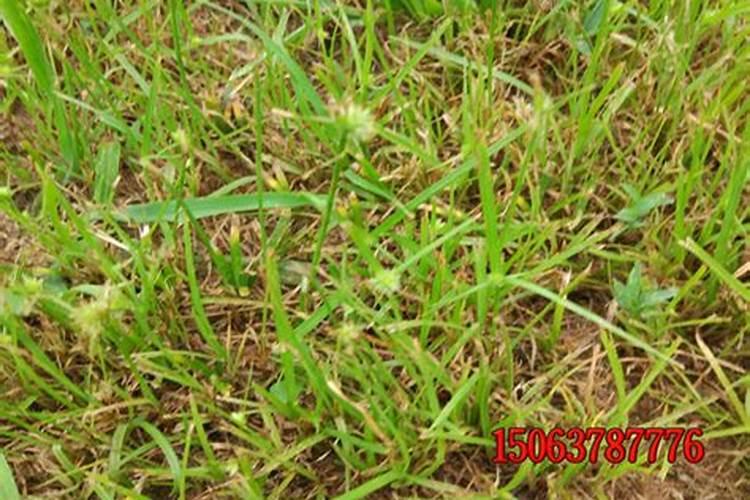 液体氮肥喷施玉米效果怎么样