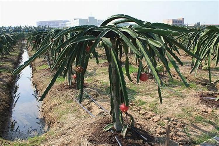 樱桃高产施肥管理技术:樱桃膨果后期着色增甜管理如何做