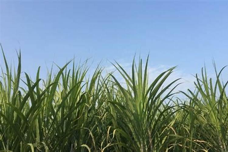 杜鹃花可以用尿素养吗