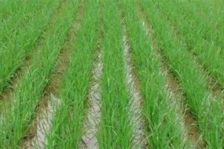 水稻肥料的使用,肥料过多如何补救