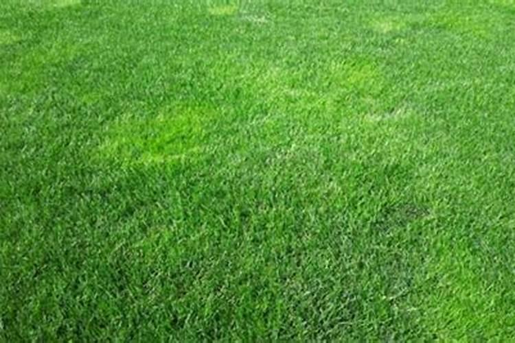 玉米控旺用什么药效果好