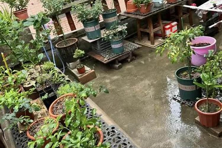 冲施肥后下大雨有用吗