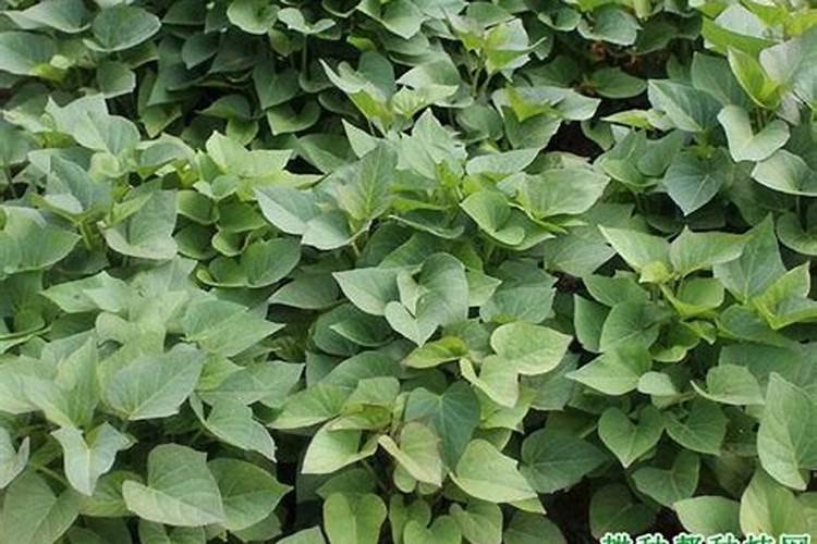 红蒜苗的种植方法及时间