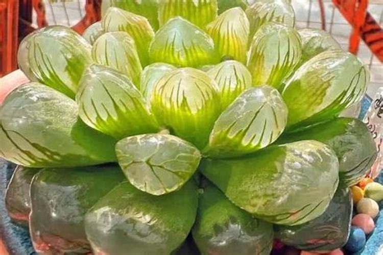 种植柴胡要什么化肥好？