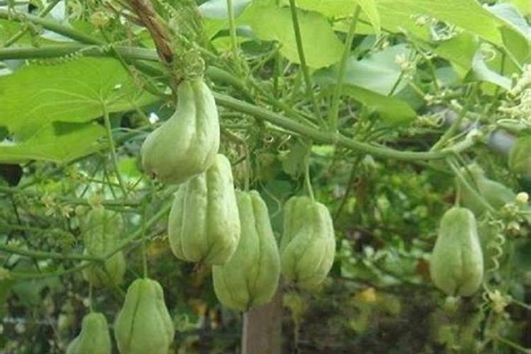 桃树上最好的杀菌剂用什么杀菌剂？