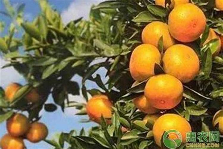 青皮无籽蜜桔如何催ǆ