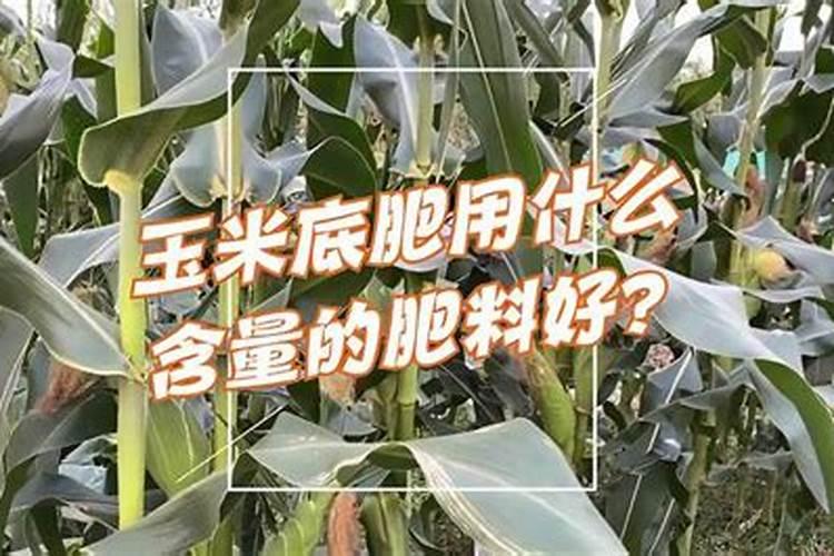 种玉米没下底肥如何挽救