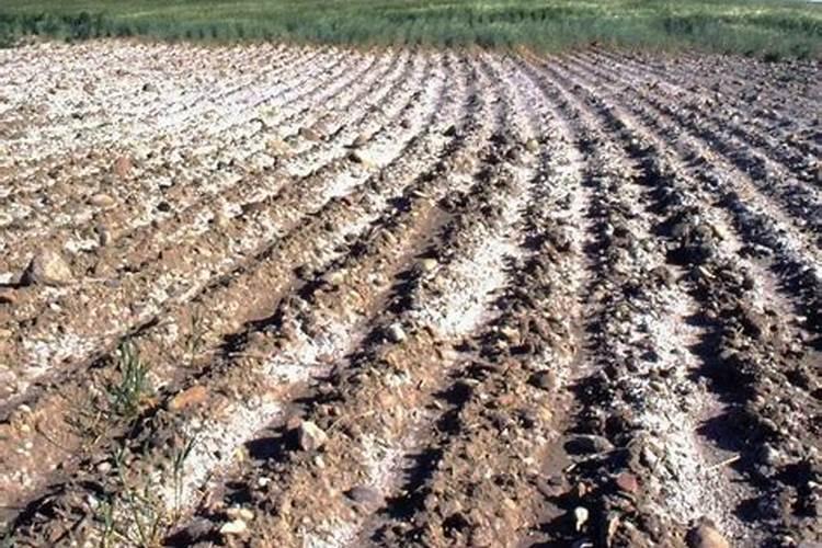 适合盐碱地改良的磷肥