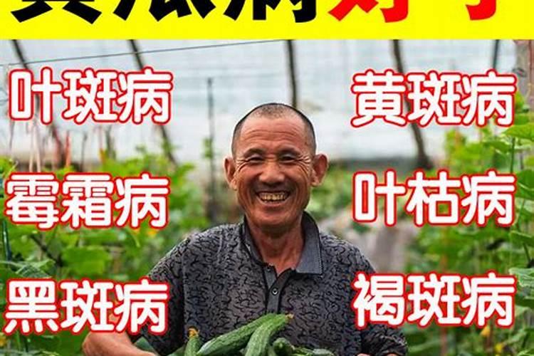 黄瓜打什么药长得好又高产