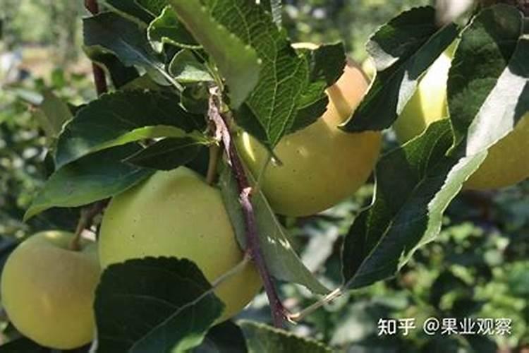 五氧化二磷与枸溶磷的区别