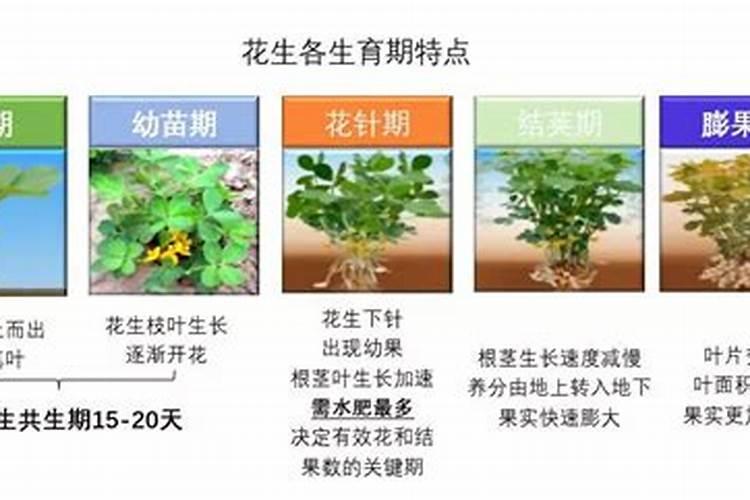 花生的需肥规律及施肥技巧