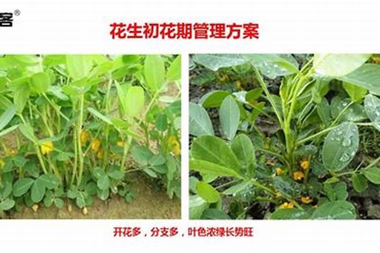 花生一共要施几次肥