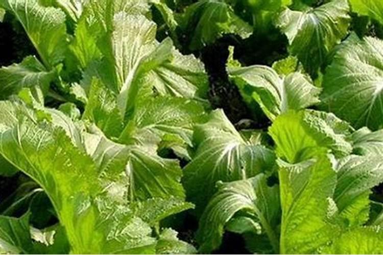 水稻生产,怎样提高氮肥利用率？