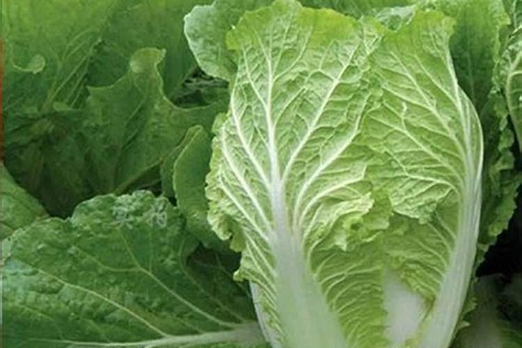 稻田养蟹水稻田施肥怎么做