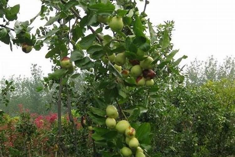 怎样根据甘薯需肥特点进行施肥