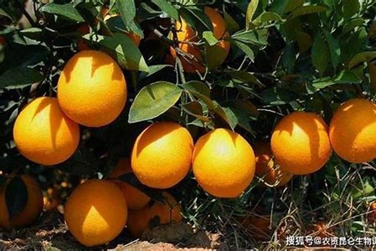 橙子施肥时间和方法
