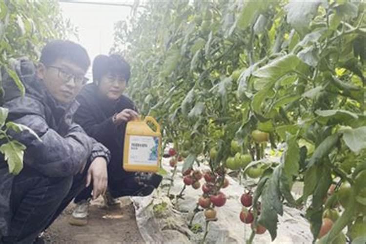 纯化水是什么剂型