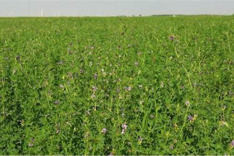 苜蓿地用什么肥料？