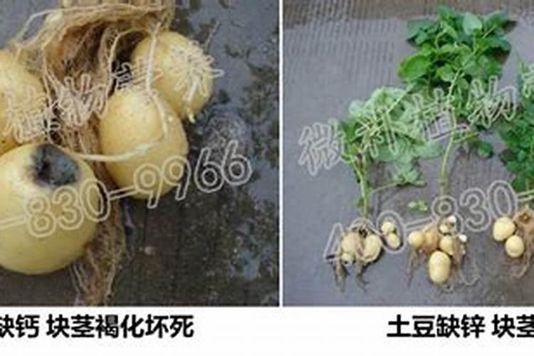 颗粒硼肥的正确使用方法
