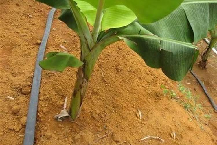 香蕉种下去多久可以喷叶面肥？