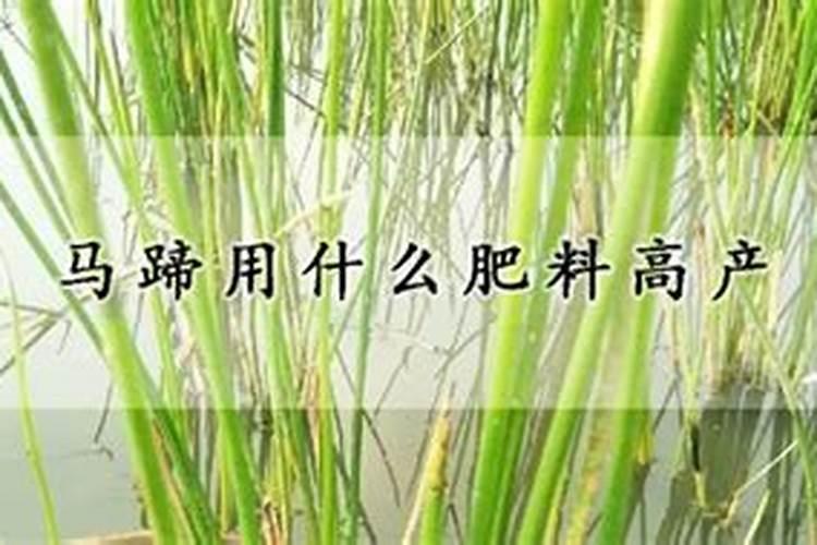 花木养护过程中的救治方法