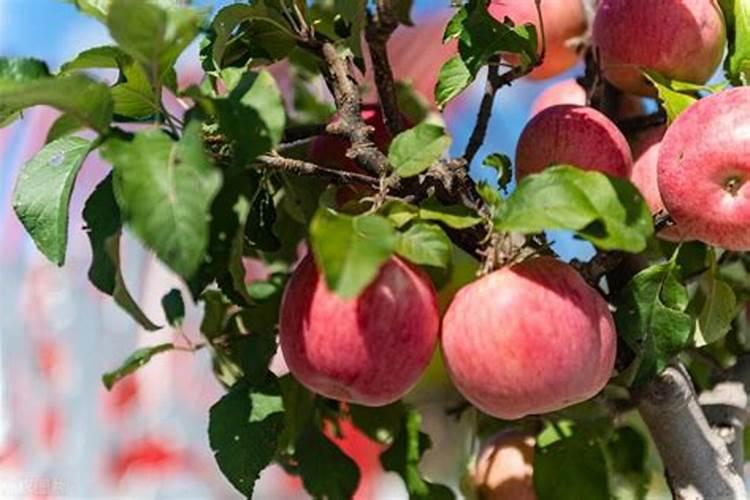 夏天小苗怎么浇水 夏季多肉小苗应该怎么样浇水