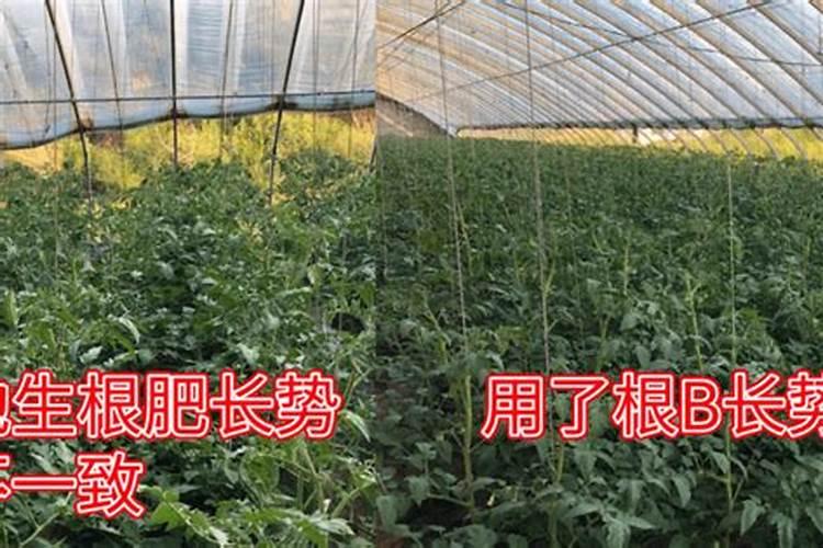 生石灰种红薯的好处