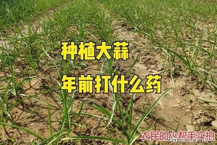 大蒜,请问专家们,大蒜的病毒病