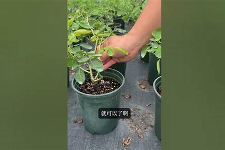 水溶肥ph值是多少合适