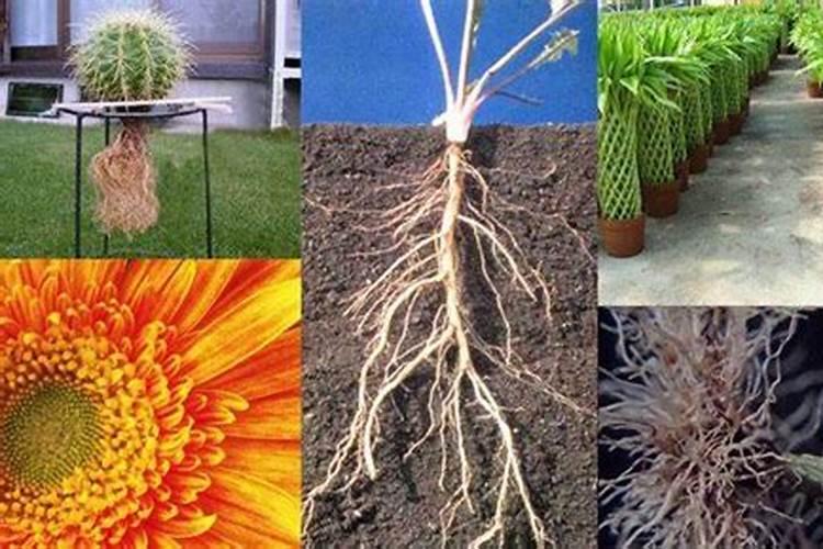 磷肥可以施在什么植物上