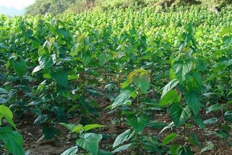烤烟种植技术与方法