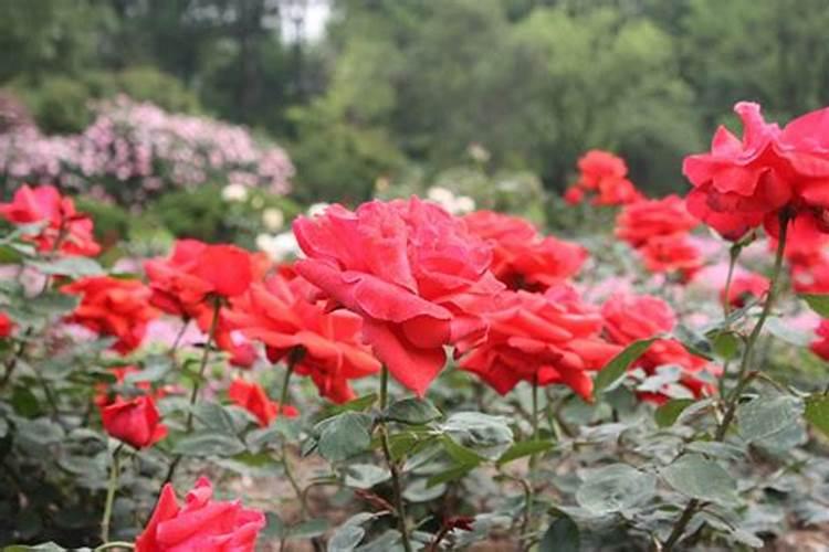 冬季大棚蔬菜如何预防肥害