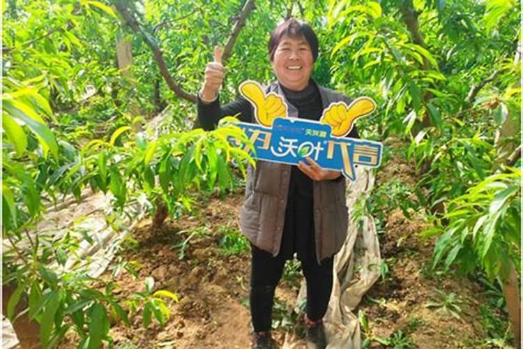 葡萄挂果后施什么肥 挂果后如何养护管理