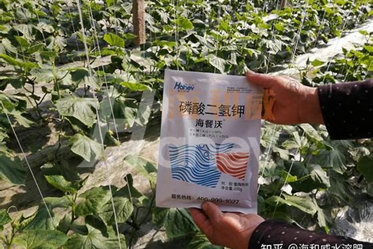 柑橘促花时间和药物