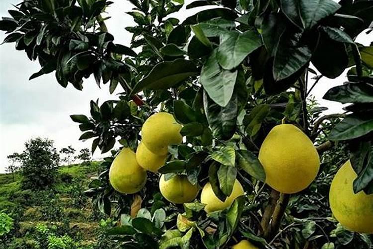 油菜移栽后几天可施肥