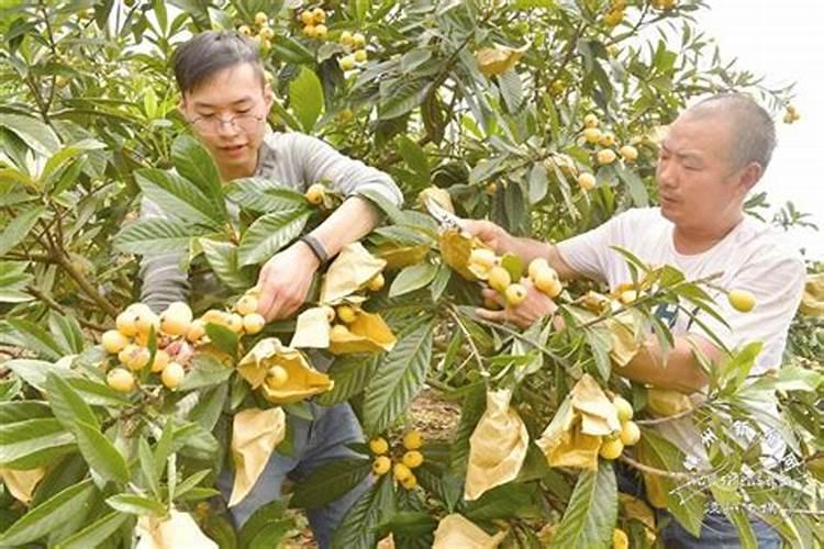 批把灰霉要打什么药枇杷打嘧菌酯有什么好父