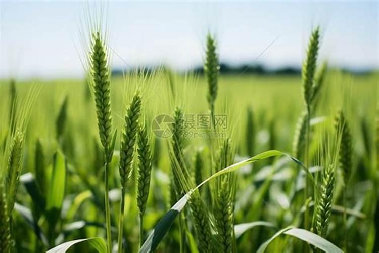 小麦打几遍芸苔素 芸苔素简介