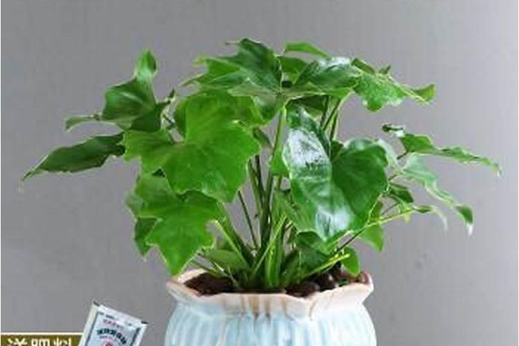 硼肥对红薯有什么作用 最佳使用时间