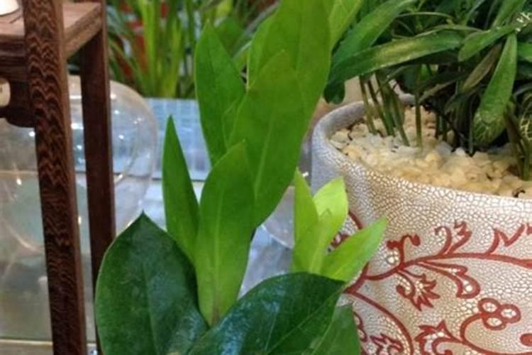 俄罗斯红钾肥优劣