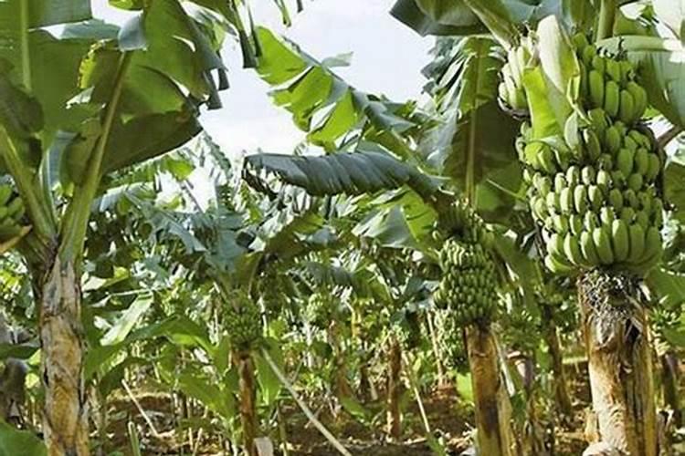 柑橘座果期冲施什么肥料好？柑橘保花保果叶面喷什么好？