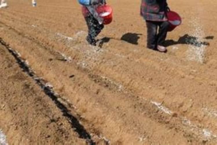 种红薯需要用菌肥吗？