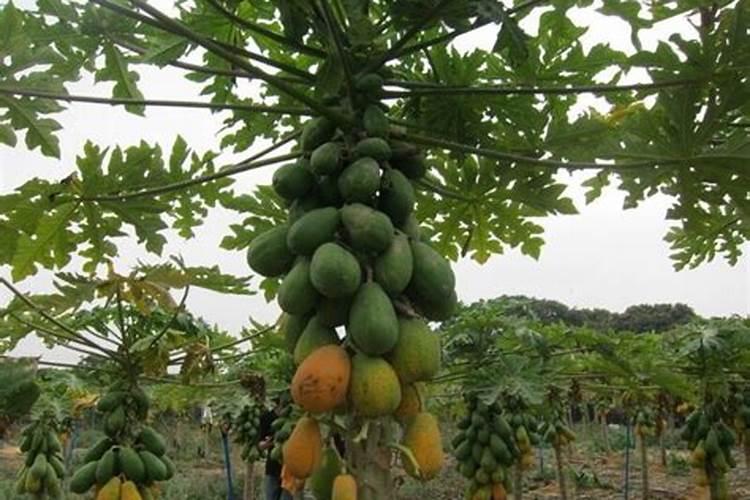 种木瓜施什么肥