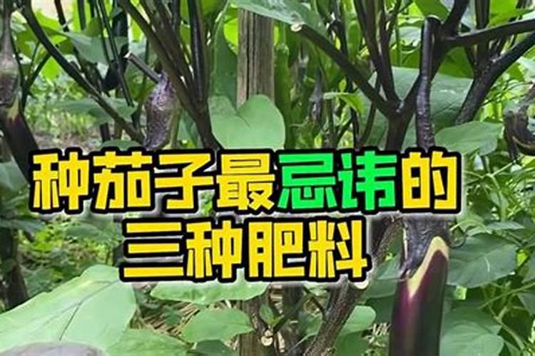 种茄子的方法和步骤