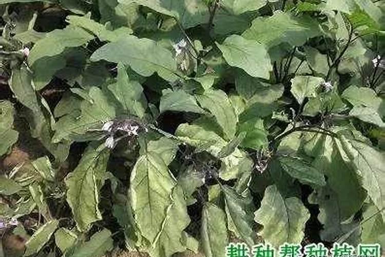 种茄子用什么肥料最好